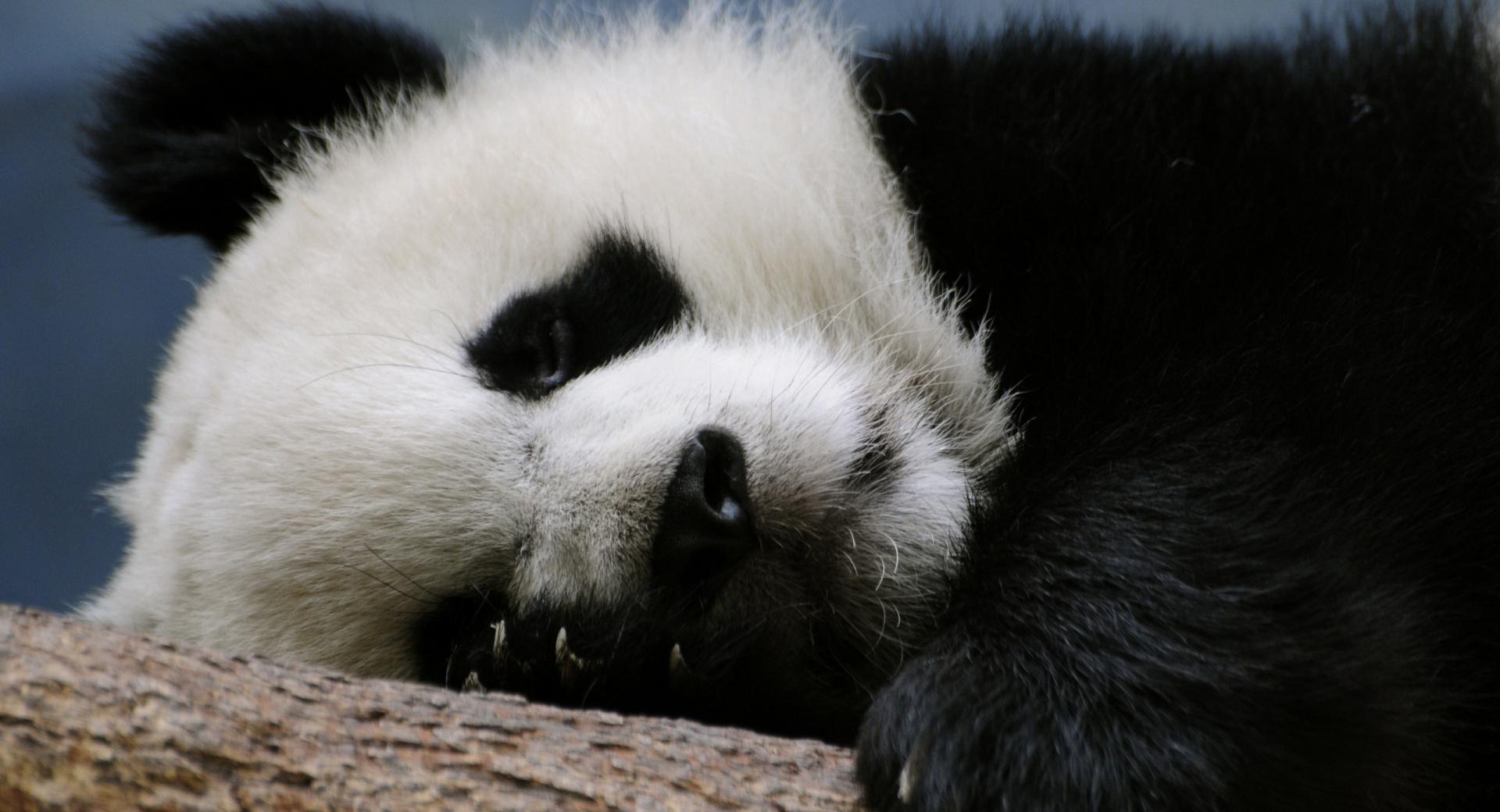 Sleeping Panda at 640 x 960 iPhone 4 size wallpapers HD quality