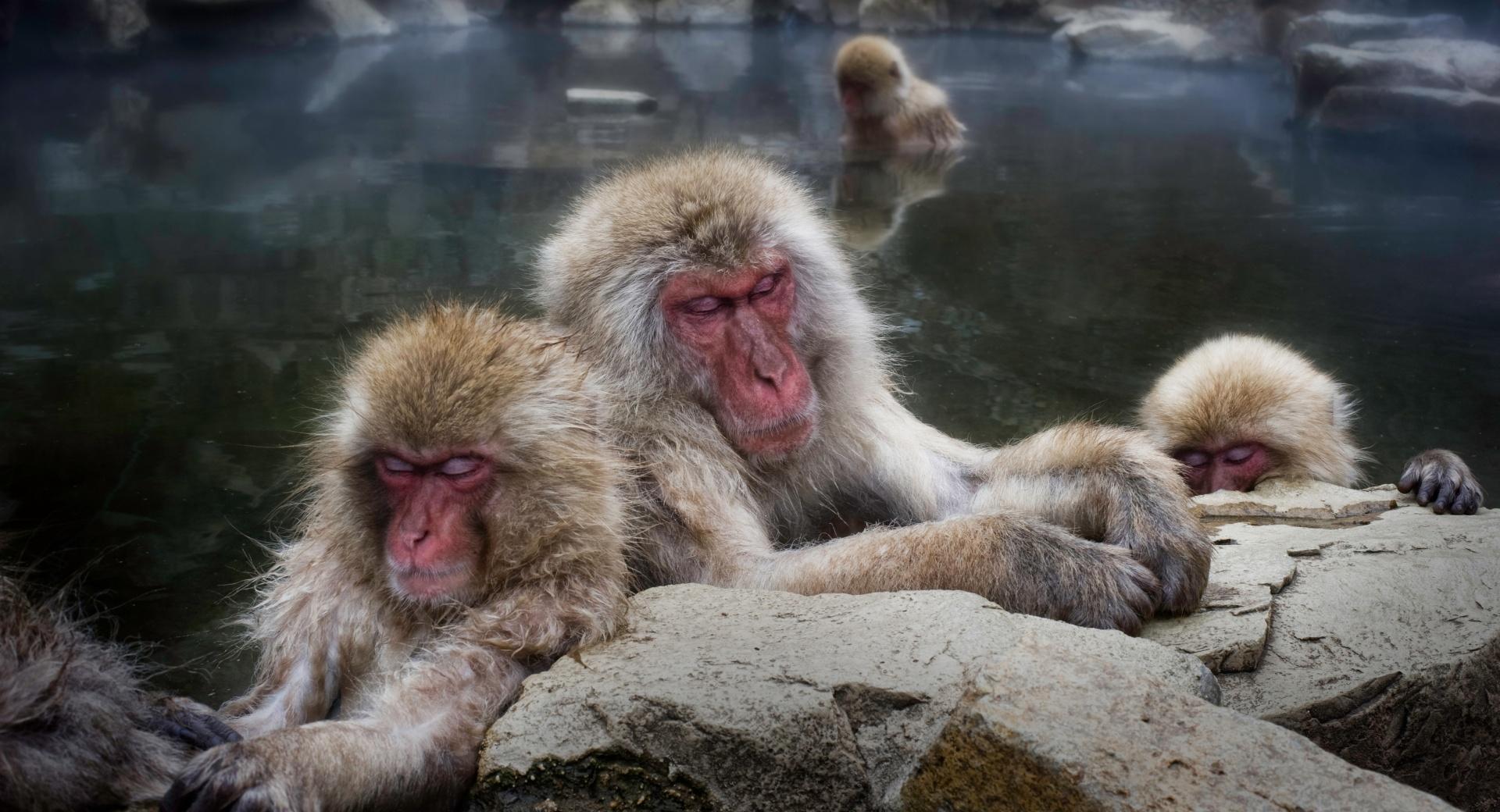 Sleeping Snow Monkeys at 1600 x 1200 size wallpapers HD quality