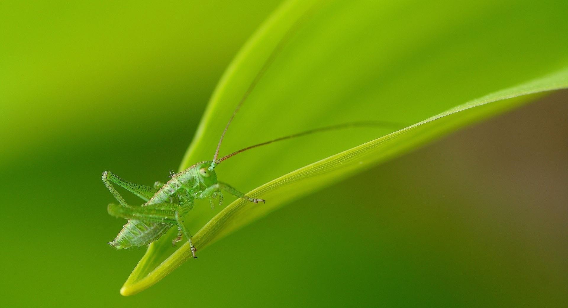 Small Grasshopper at 1024 x 1024 iPad size wallpapers HD quality