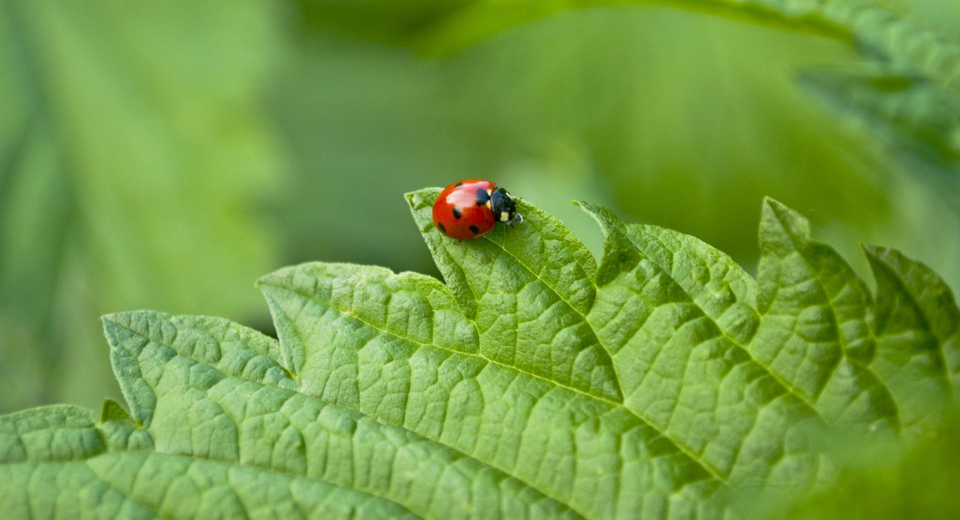 Small Ladybug at 320 x 480 iPhone size wallpapers HD quality