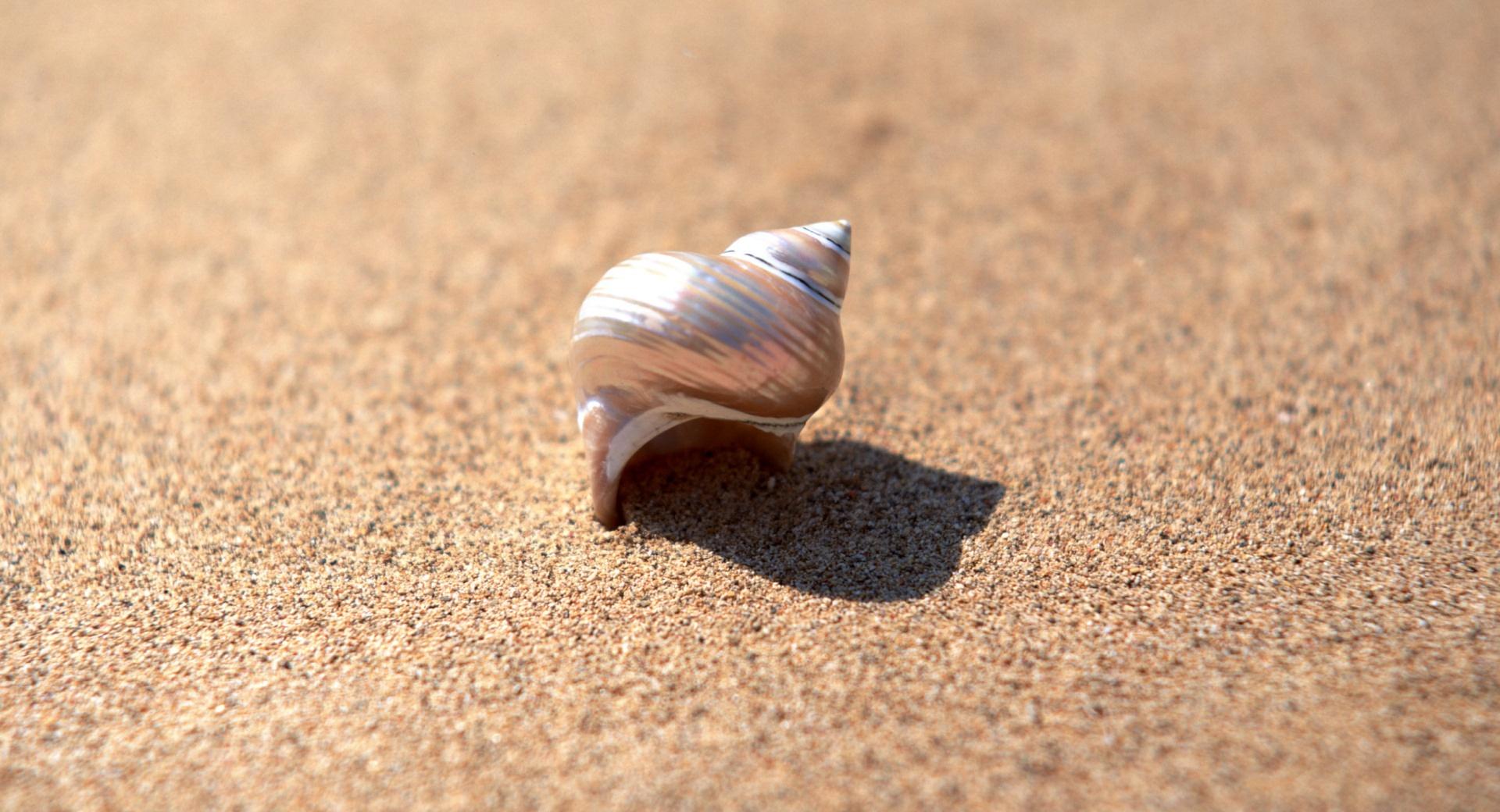 Snail Shell at 1024 x 768 size wallpapers HD quality