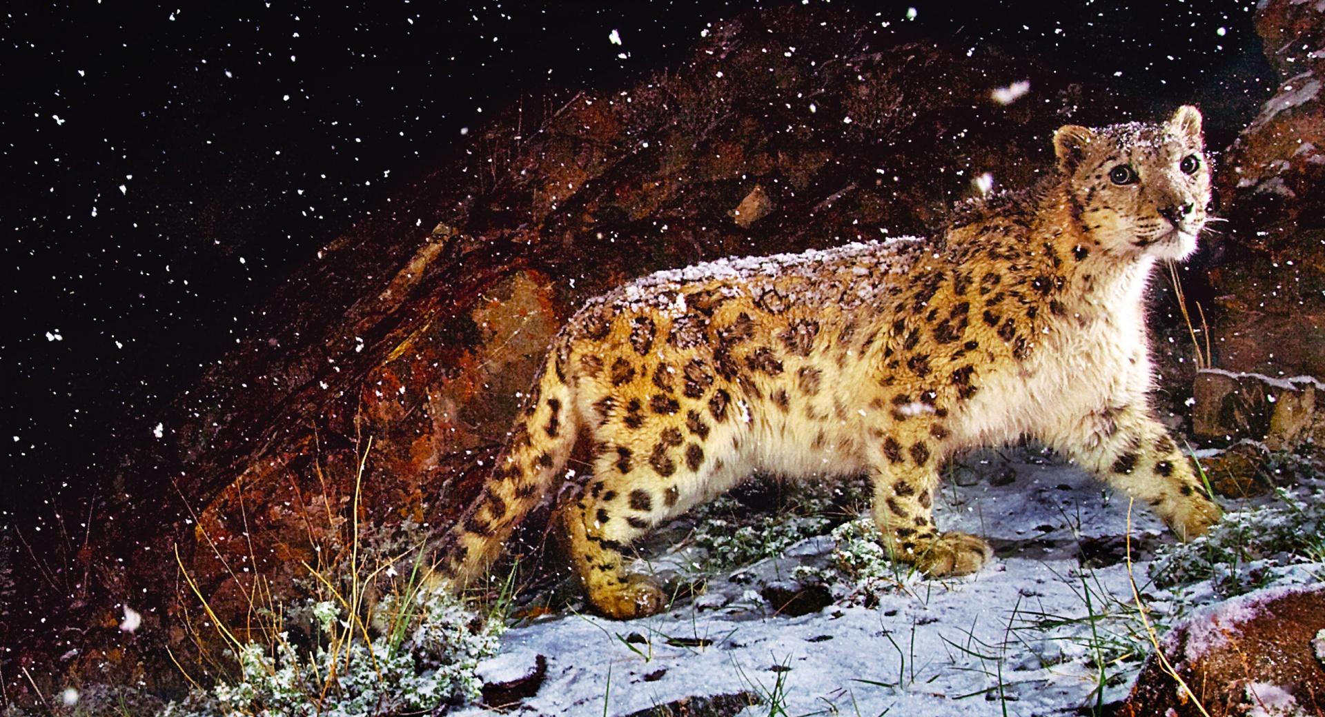 Snow Leopard Flurries at 1024 x 1024 iPad size wallpapers HD quality