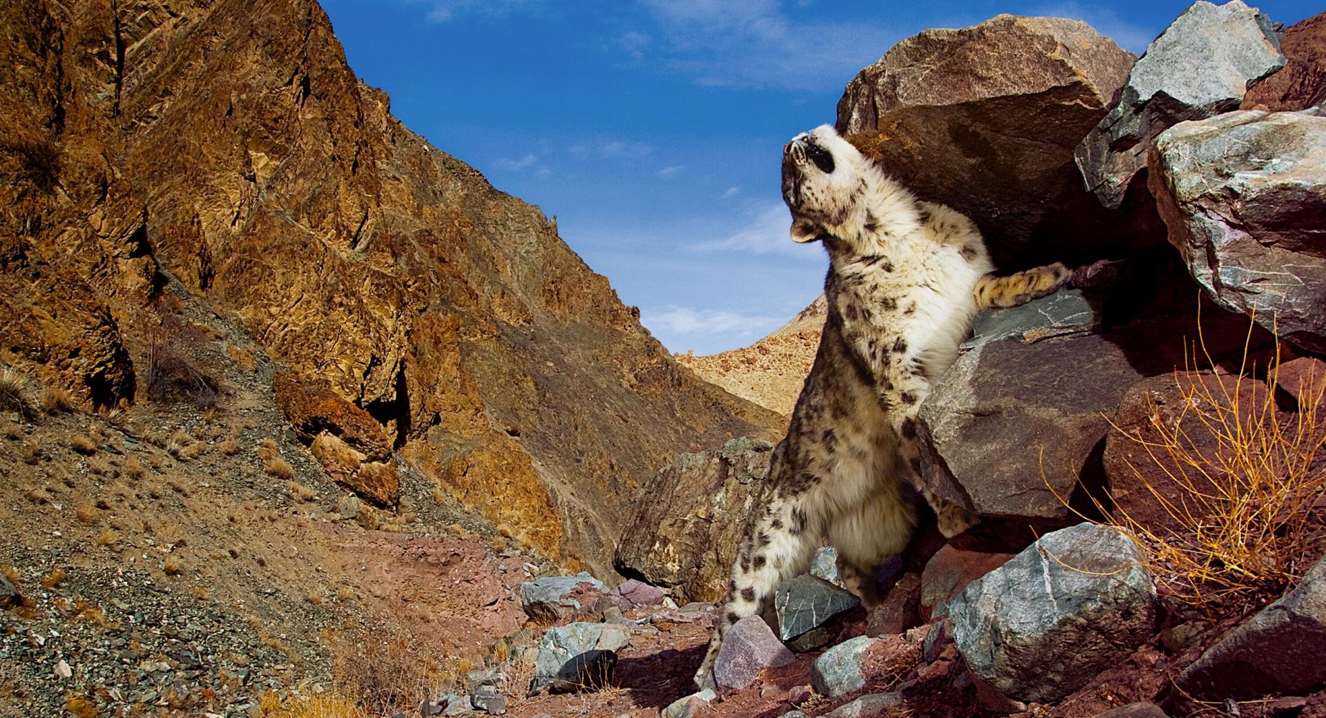 Snow Leopard Scratch at 640 x 1136 iPhone 5 size wallpapers HD quality