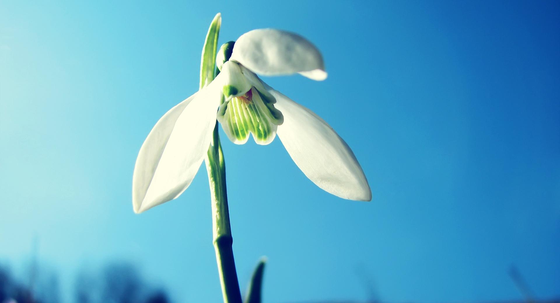 Snowdrop, Spring at 1152 x 864 size wallpapers HD quality