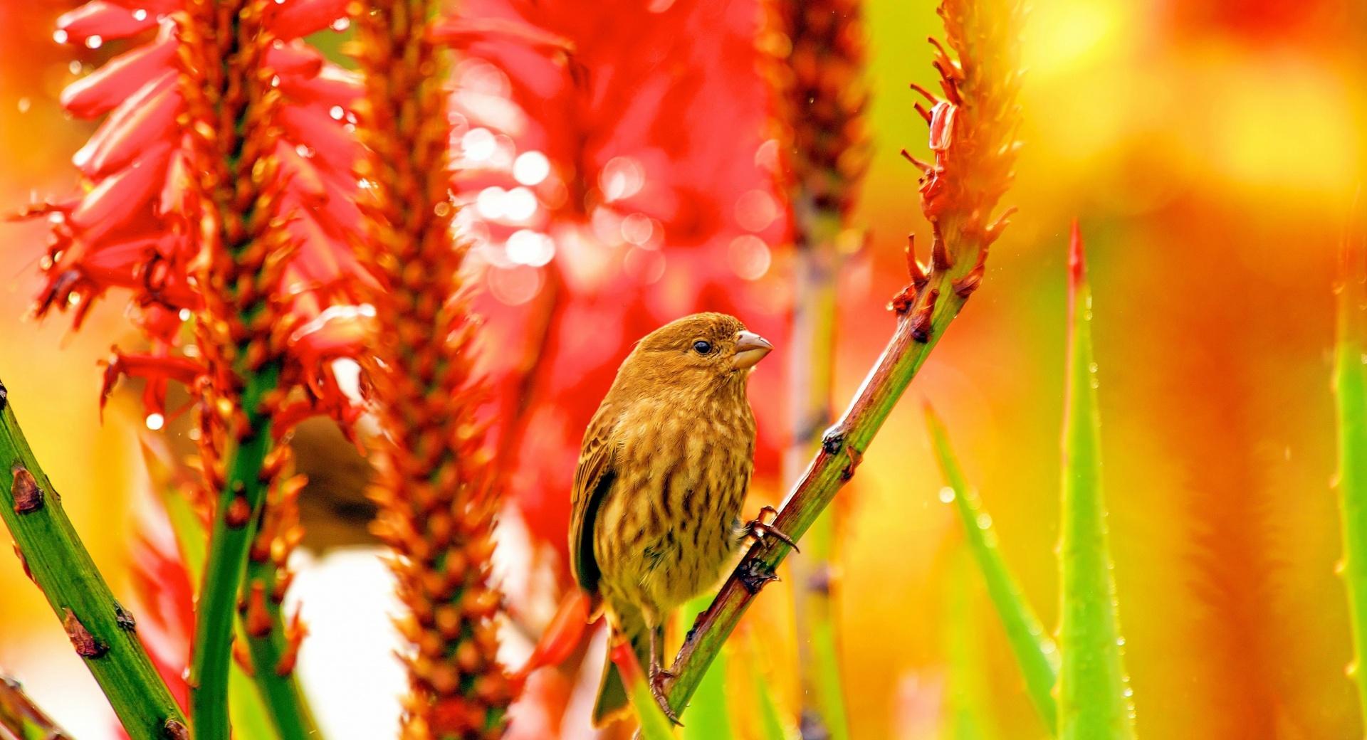 Sparrow perched on Aloe at 1024 x 1024 iPad size wallpapers HD quality