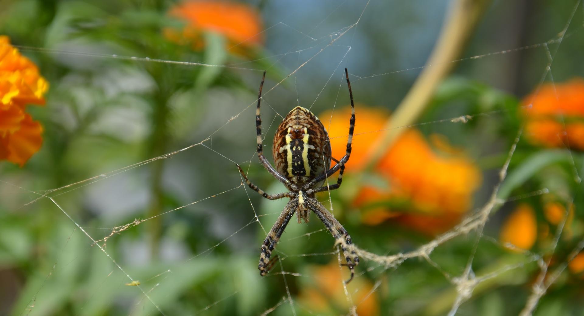 Spider Closeup at 1280 x 960 size wallpapers HD quality