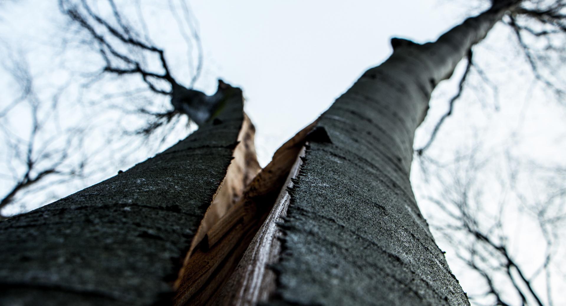 Split Tree at 640 x 1136 iPhone 5 size wallpapers HD quality