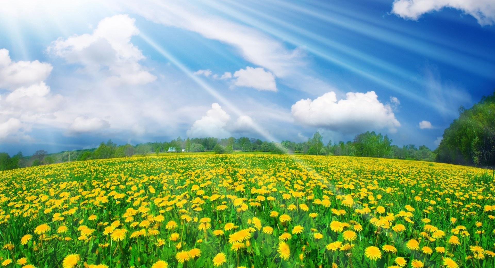 Spring Field at 750 x 1334 iPhone 6 size wallpapers HD quality