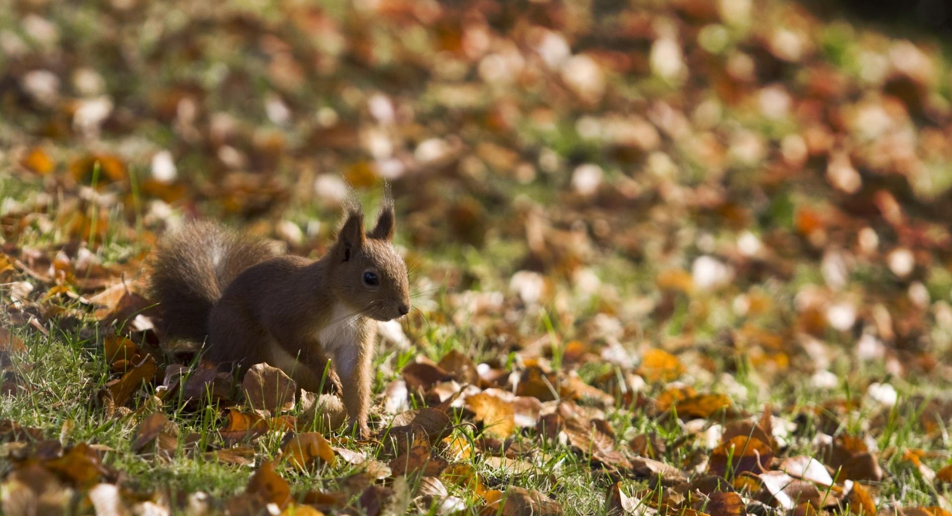 Squirrel, Autumn at 1024 x 1024 iPad size wallpapers HD quality