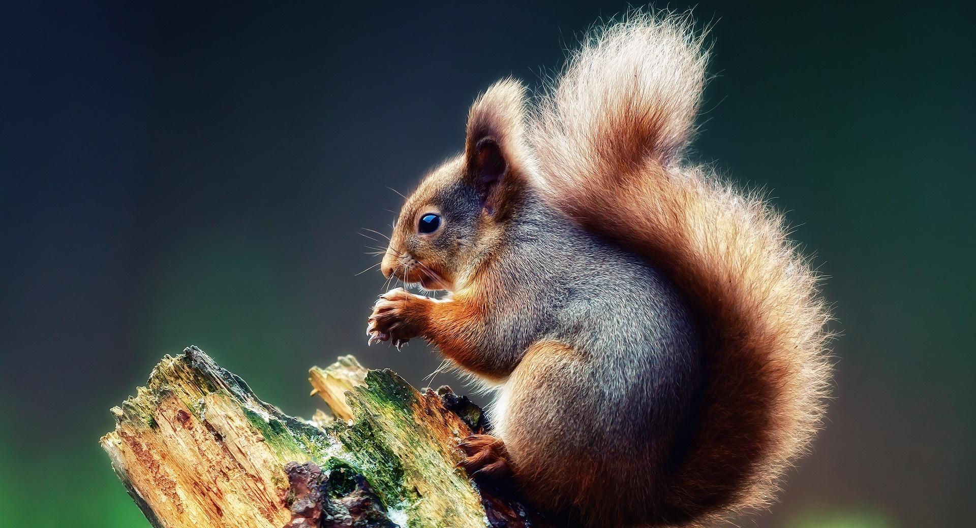 Squirrel Praying at 2048 x 2048 iPad size wallpapers HD quality