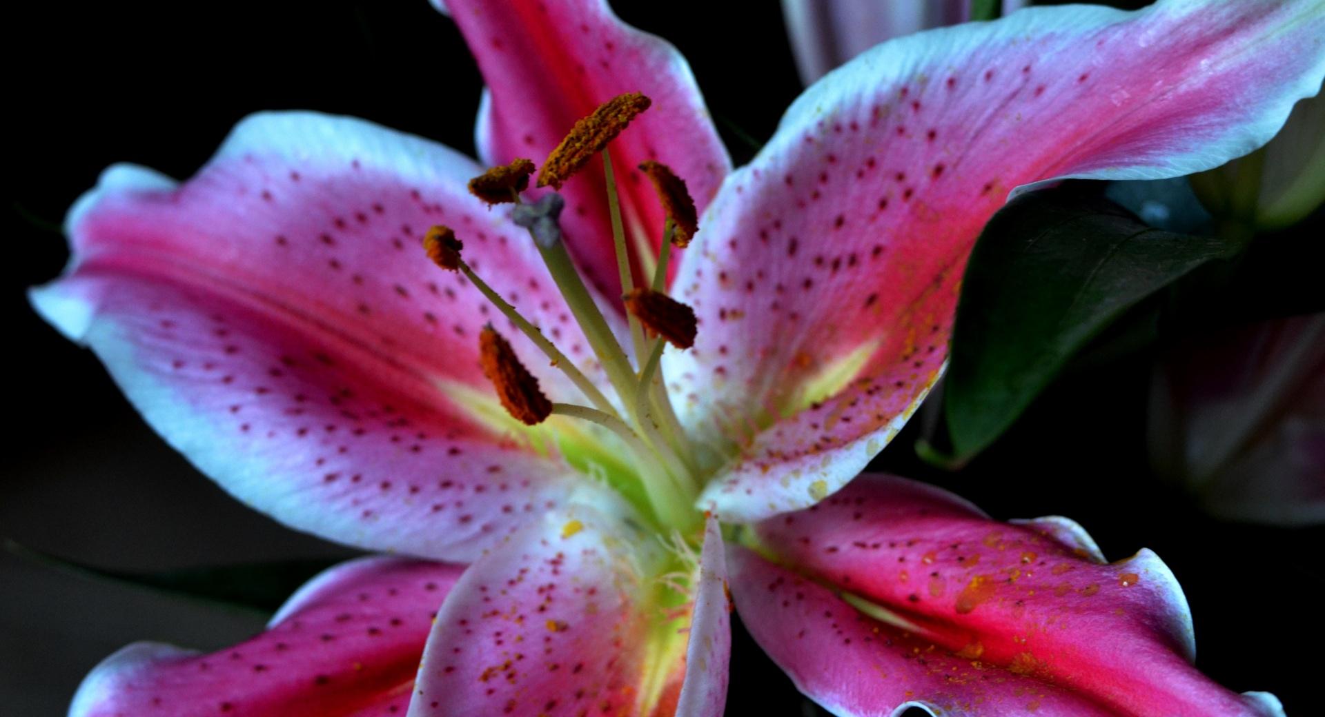 Stargazer Lily wallpapers HD quality