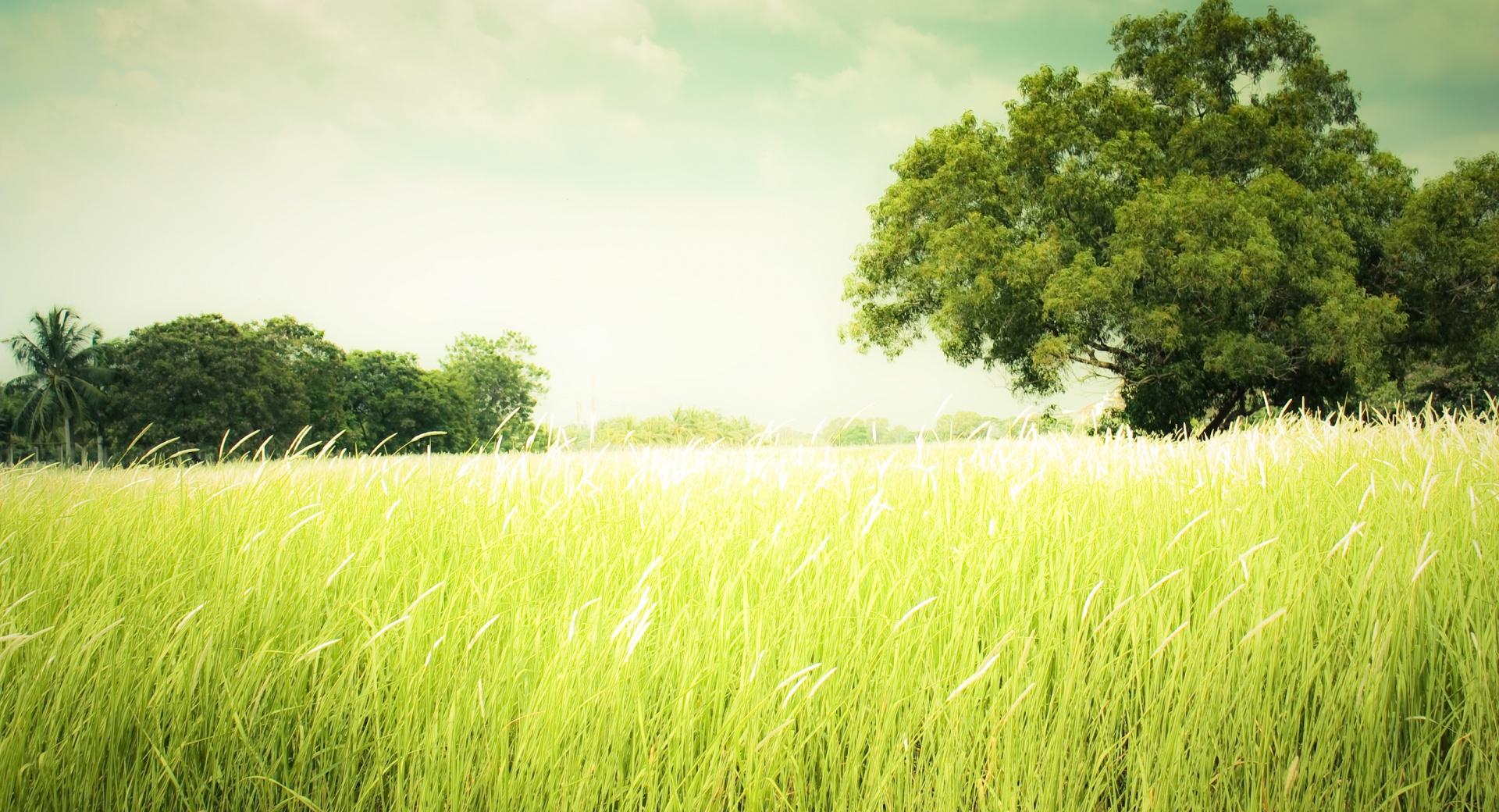 Summer Field Grass at 640 x 960 iPhone 4 size wallpapers HD quality