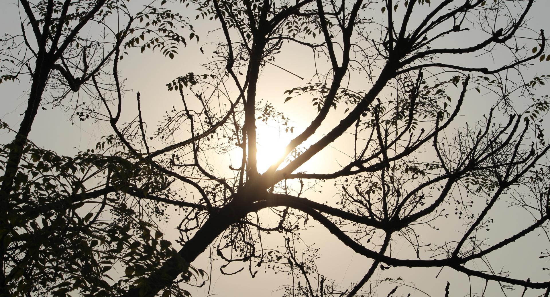Sun and Tree wallpapers HD quality