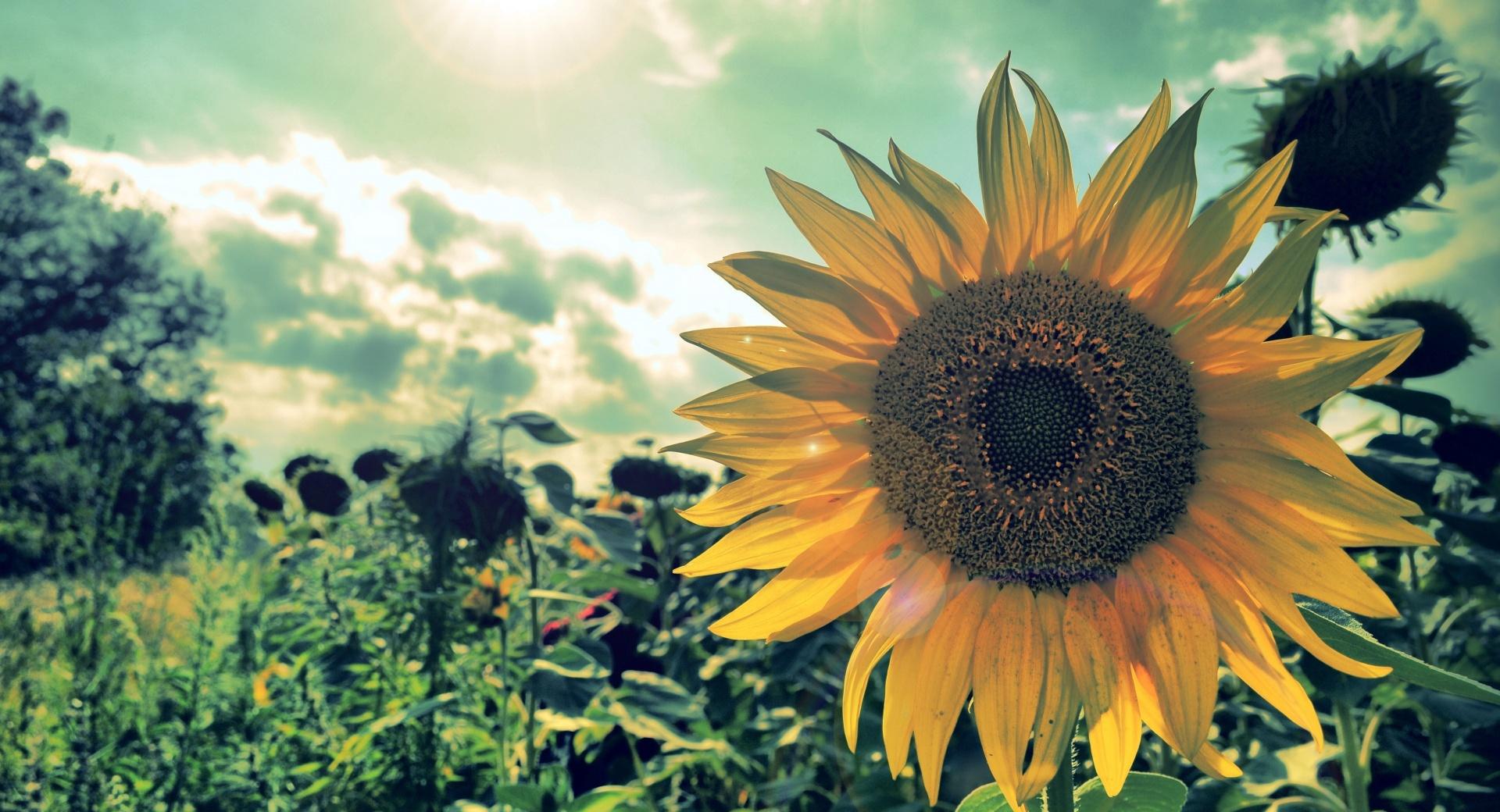 Sunflower Field at 1600 x 1200 size wallpapers HD quality