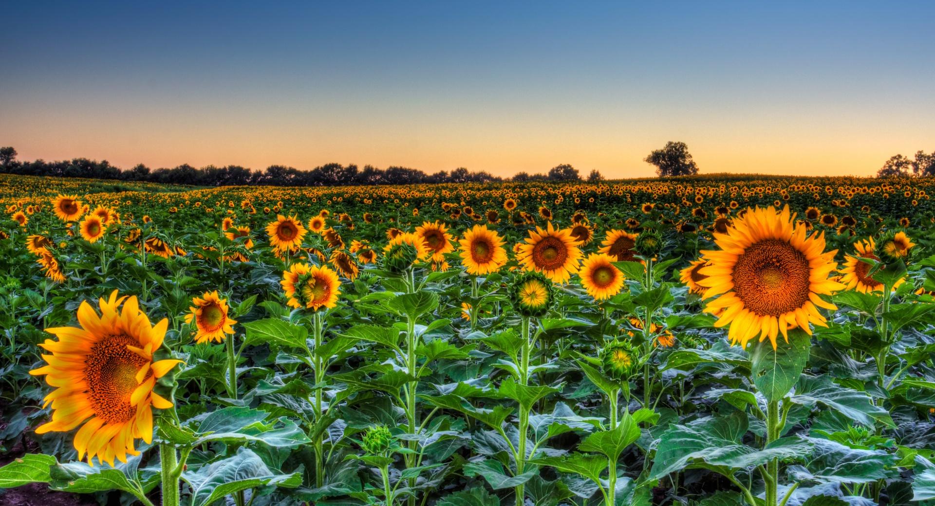 Sunflower Field Sunset at 1280 x 960 size wallpapers HD quality