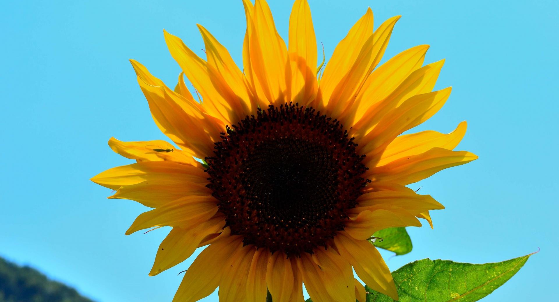 Sunny Flower at 640 x 960 iPhone 4 size wallpapers HD quality