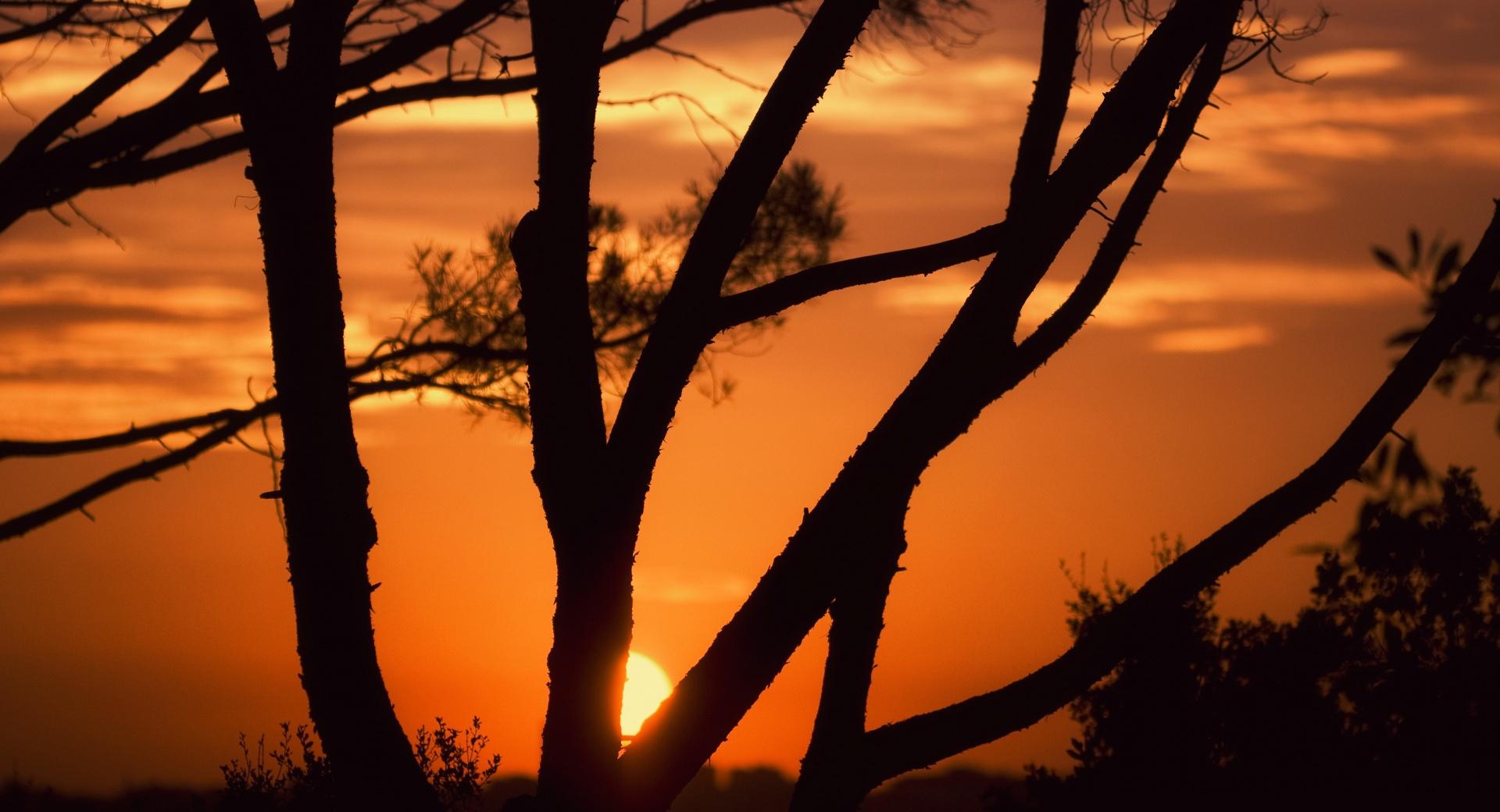 Sunset Behind Tree Branches at 1152 x 864 size wallpapers HD quality