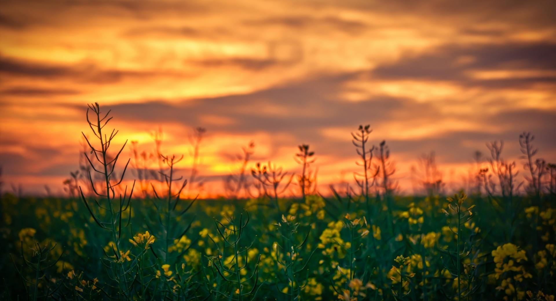 Sunset Sky Over Canola Field at 1024 x 1024 iPad size wallpapers HD quality