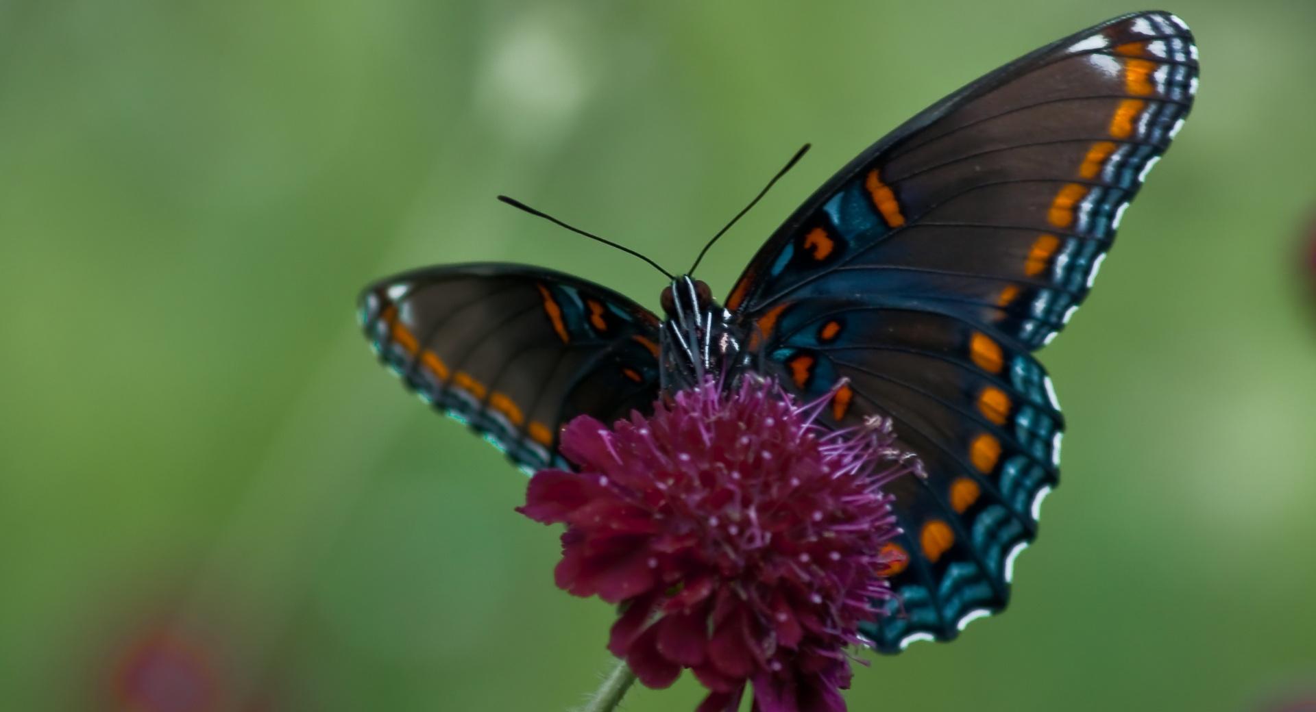 Swallowtail Butterfly wallpapers HD quality