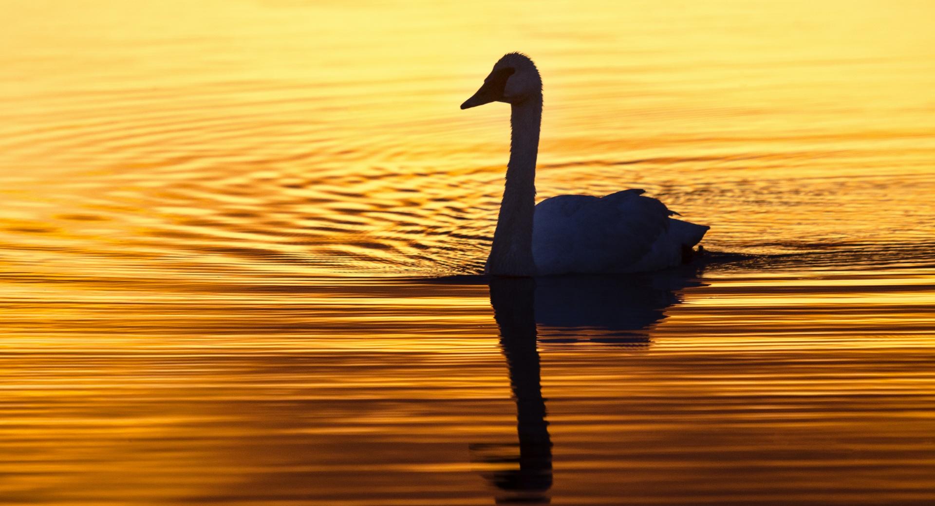 Swan in the Morning Light at 1152 x 864 size wallpapers HD quality