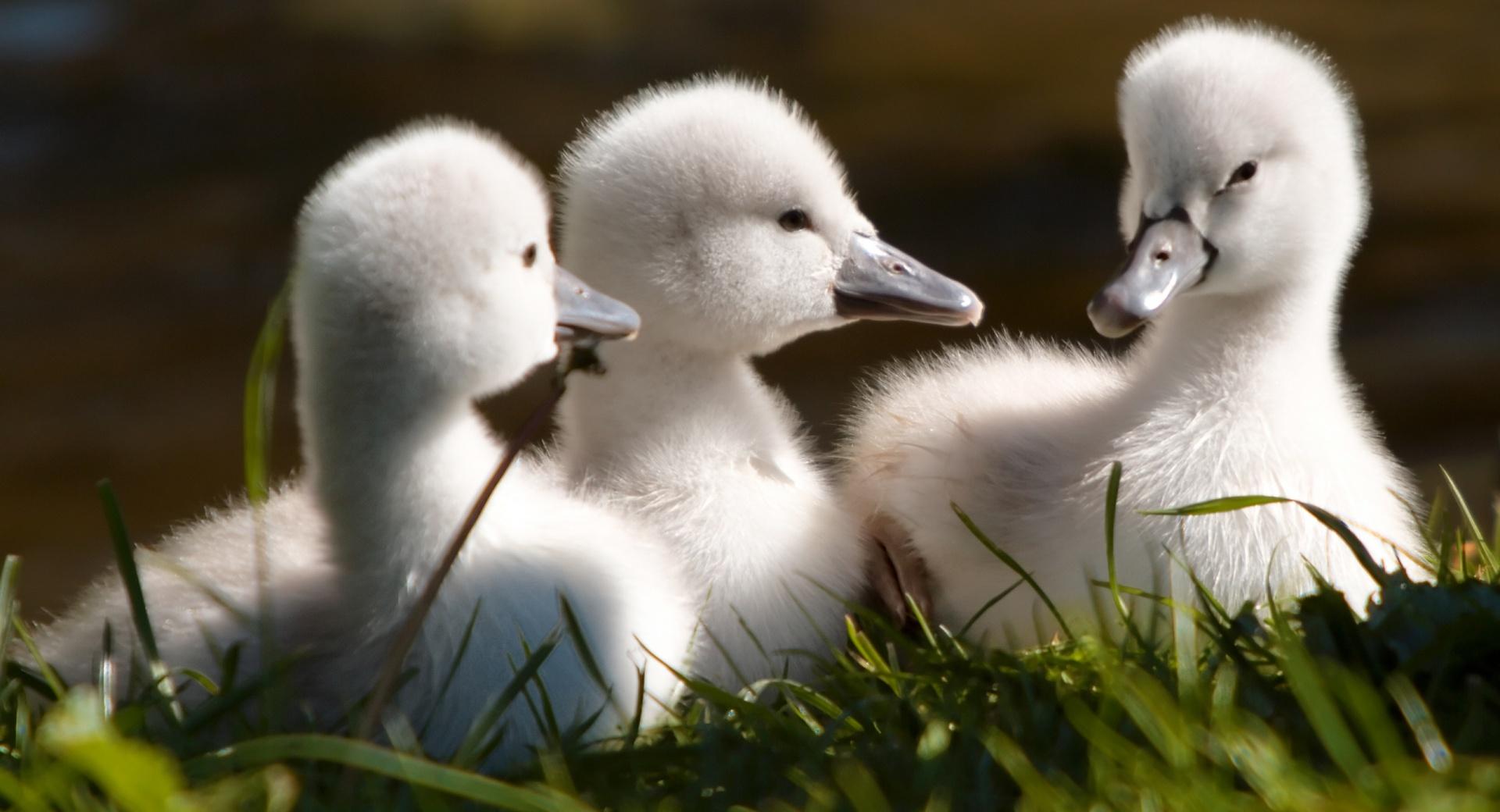 Sweet Baby Swans wallpapers HD quality