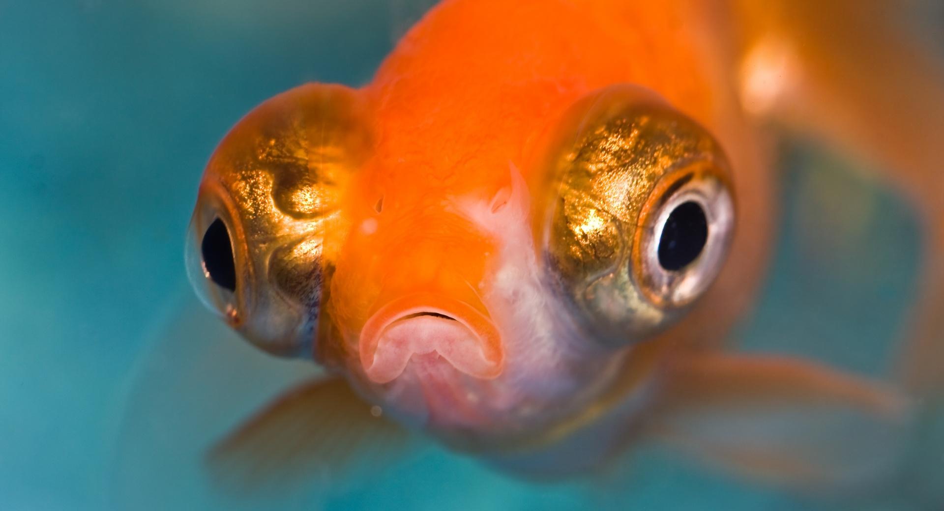Telescope Goldfish Aquarium at 320 x 480 iPhone size wallpapers HD quality