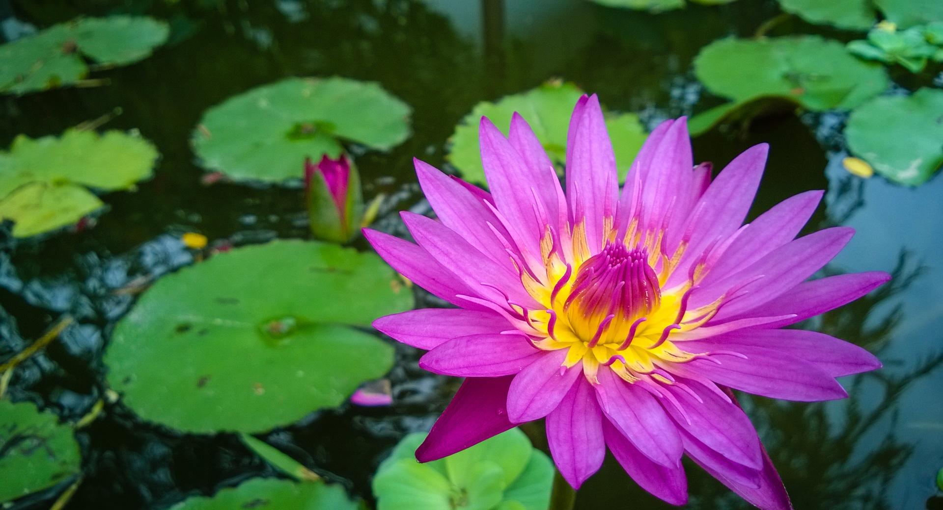 Thailands Water-lily wallpapers HD quality