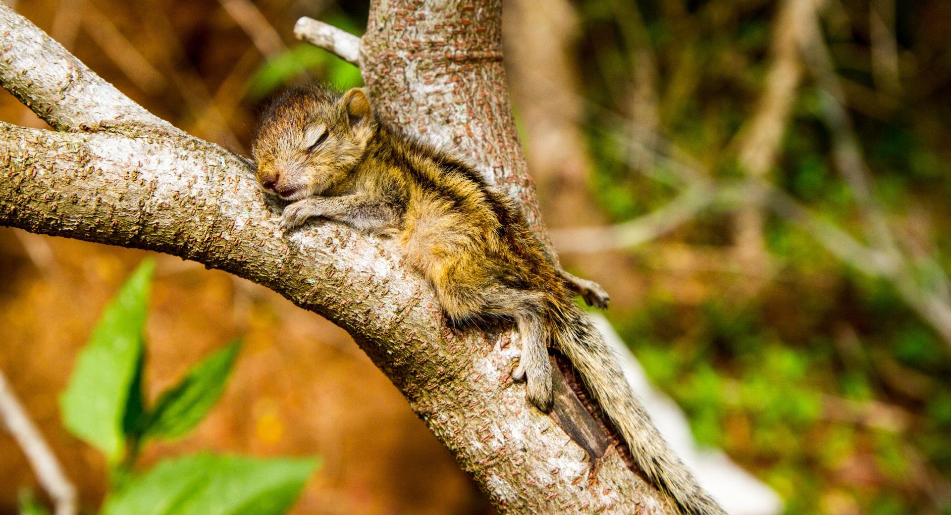 The Baby Squirrel Takes A Nap wallpapers HD quality
