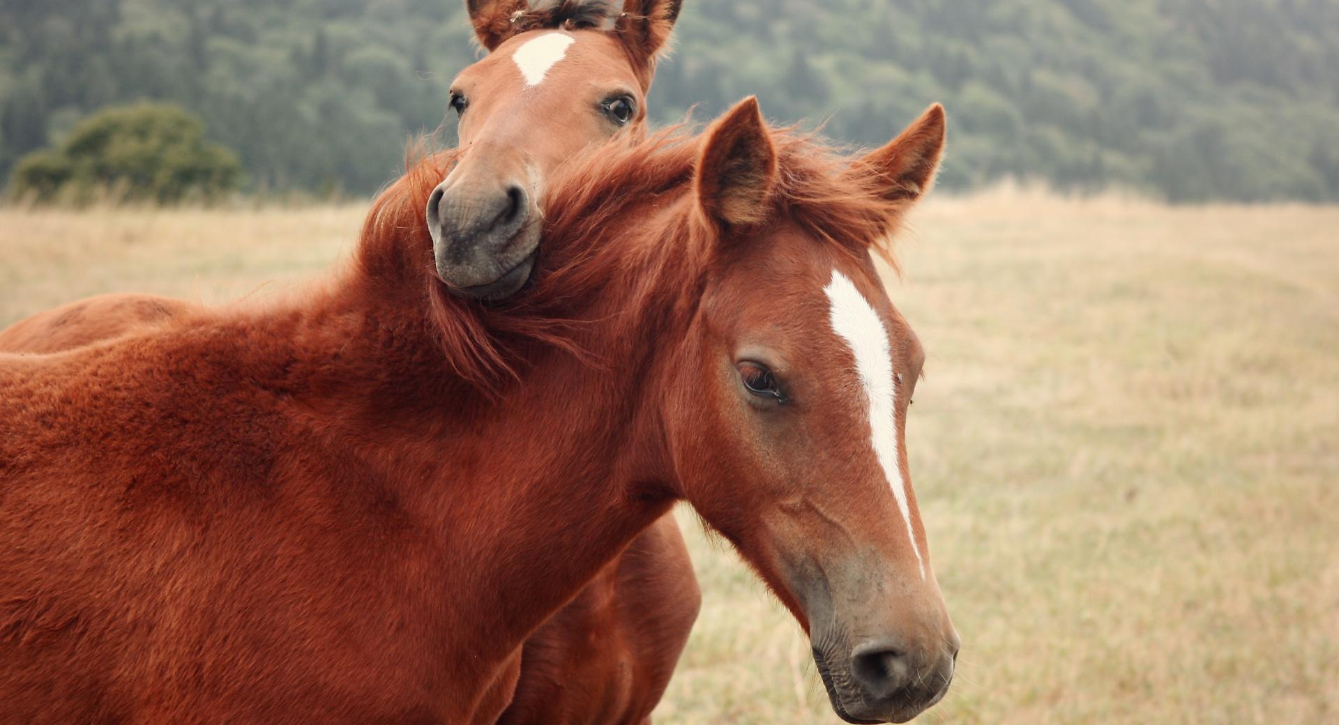 The Horses at 2048 x 2048 iPad size wallpapers HD quality