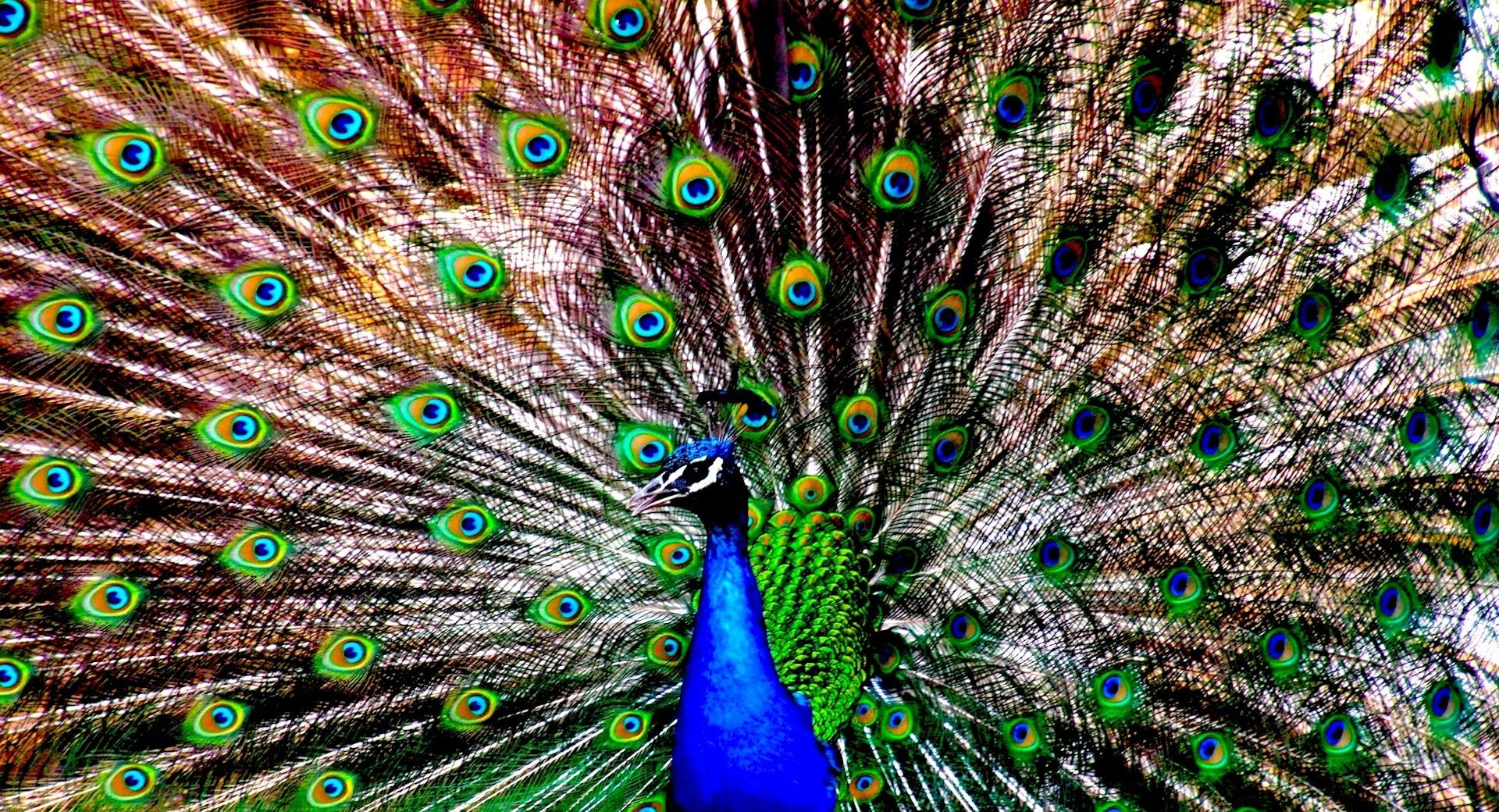 The Peacock at 1280 x 960 size wallpapers HD quality