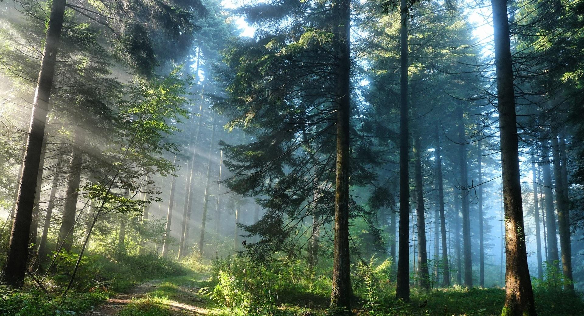 The Thick Forest at 320 x 480 iPhone size wallpapers HD quality