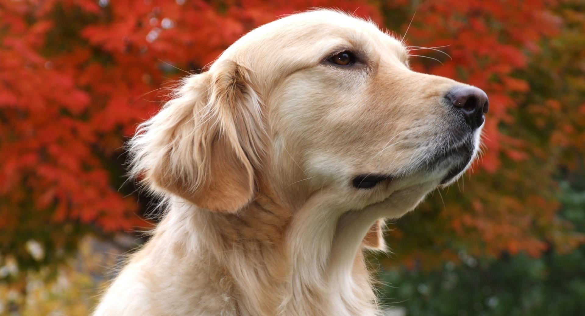 Thoughtful Golden Retriever at 640 x 1136 iPhone 5 size wallpapers HD quality