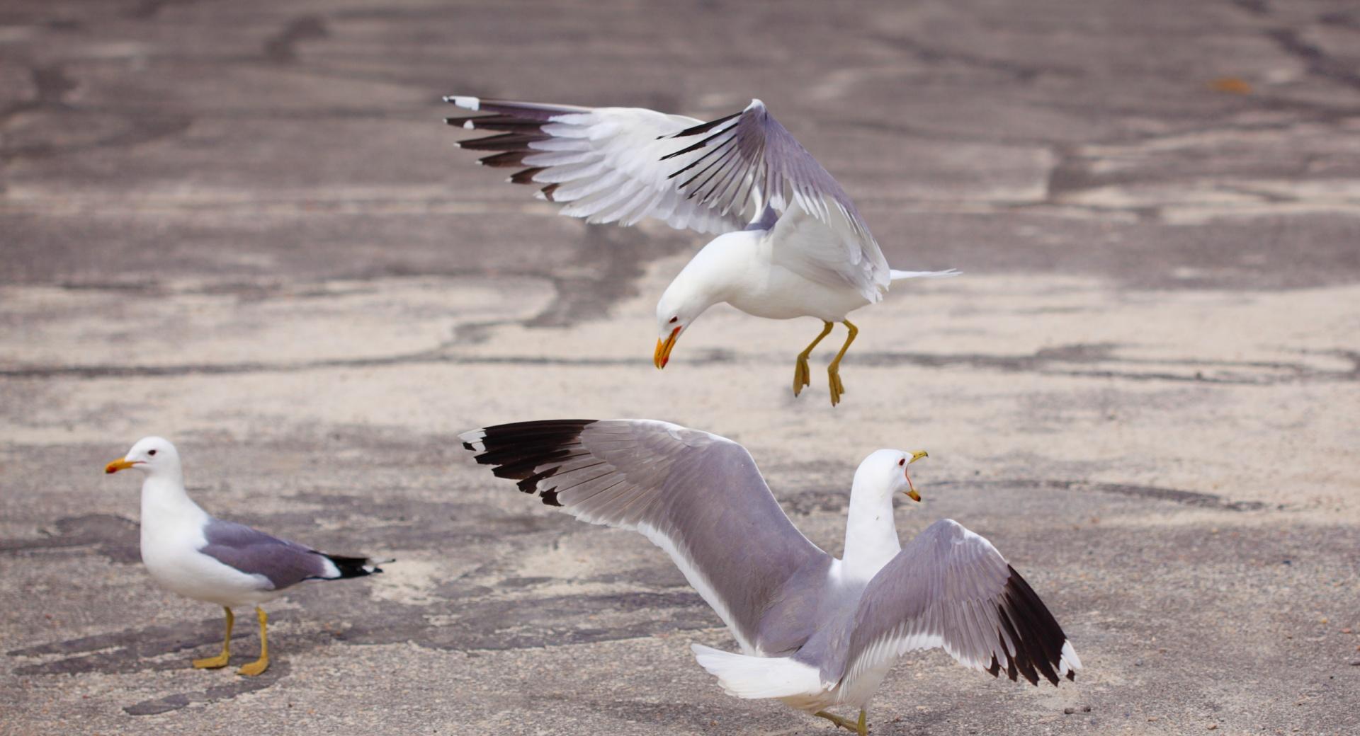 Three Gulls at 750 x 1334 iPhone 6 size wallpapers HD quality