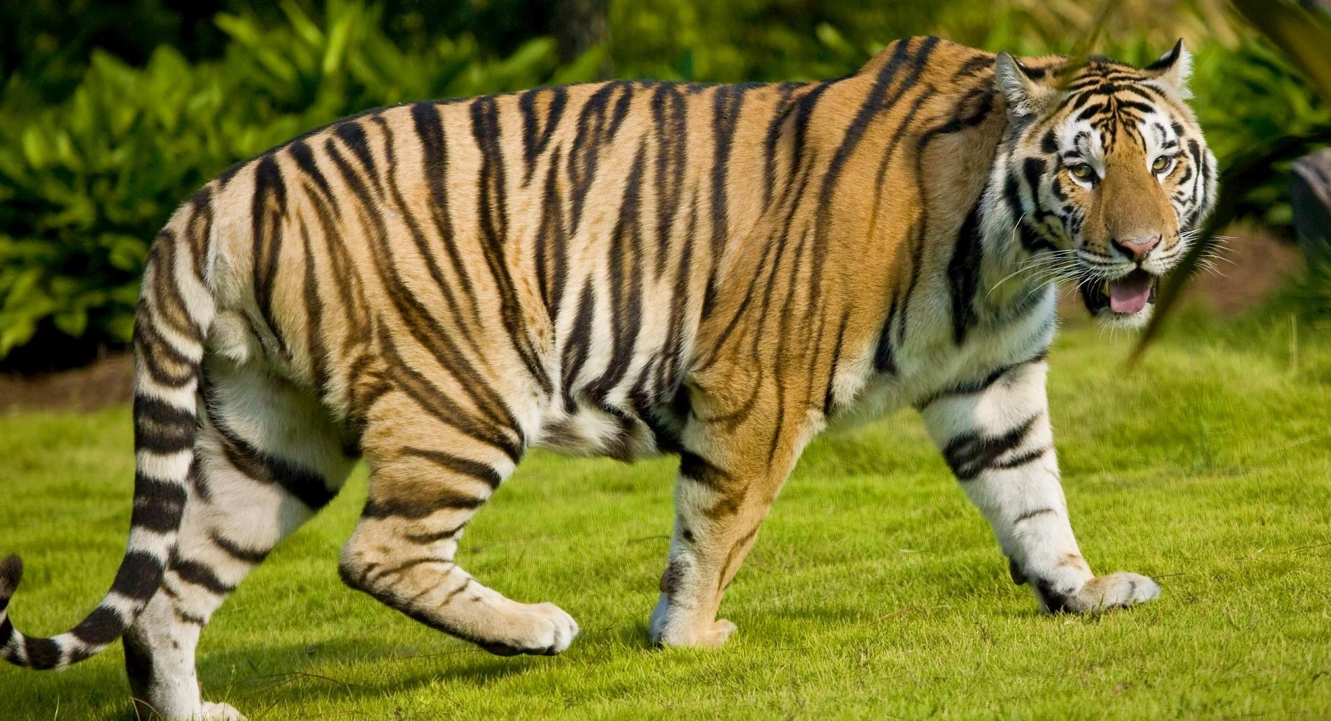 Tiger At Zoo at 640 x 1136 iPhone 5 size wallpapers HD quality
