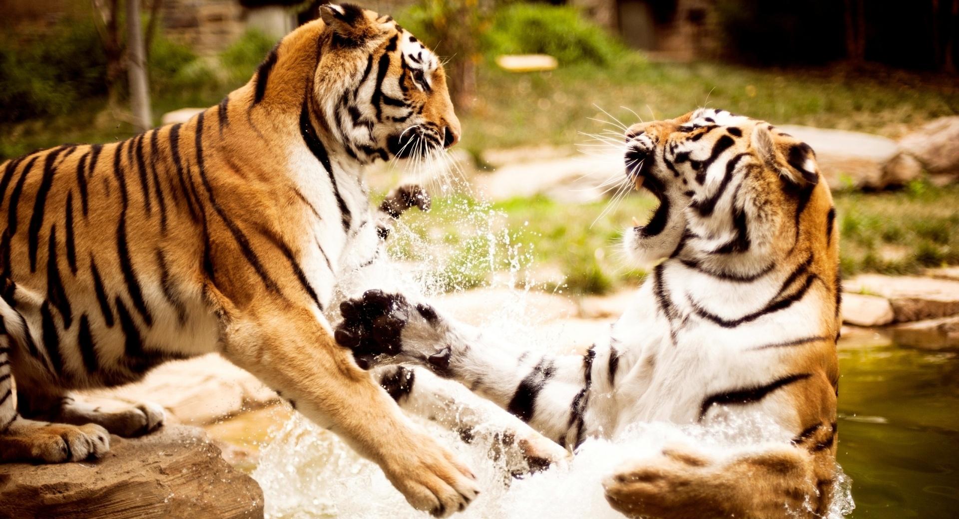 Tiger Fight at 1024 x 1024 iPad size wallpapers HD quality