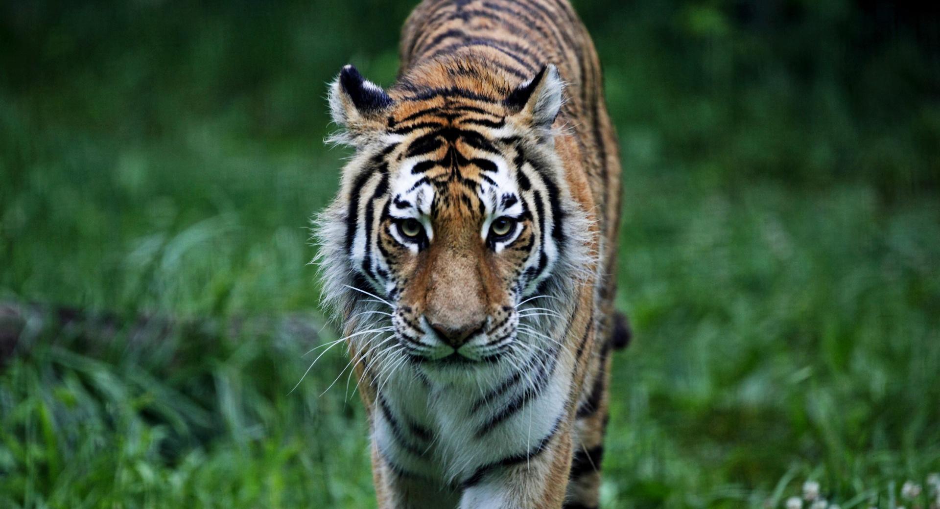 Tiger On The Hunt at 2048 x 2048 iPad size wallpapers HD quality