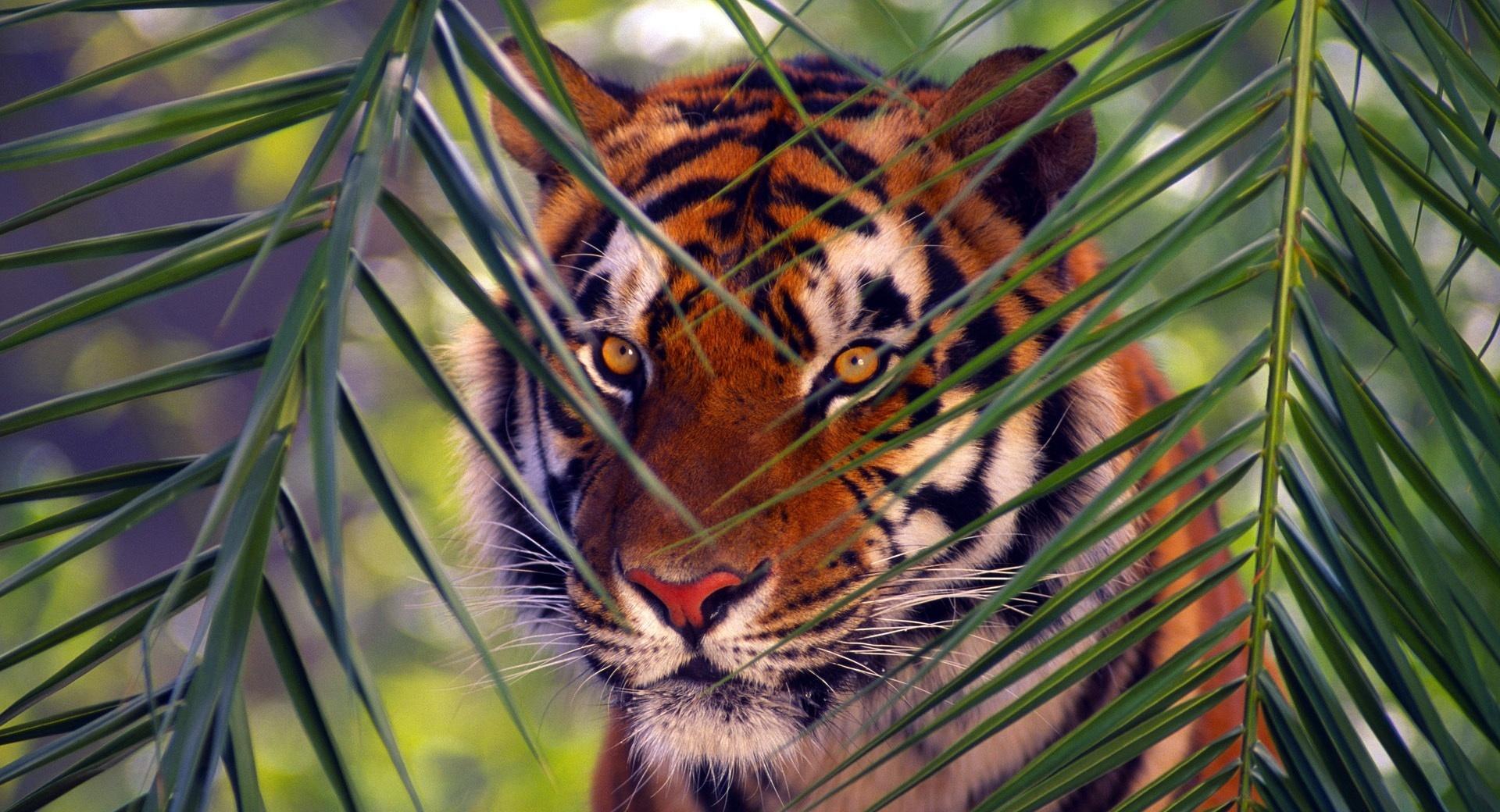 Tiger Prowling at 320 x 480 iPhone size wallpapers HD quality