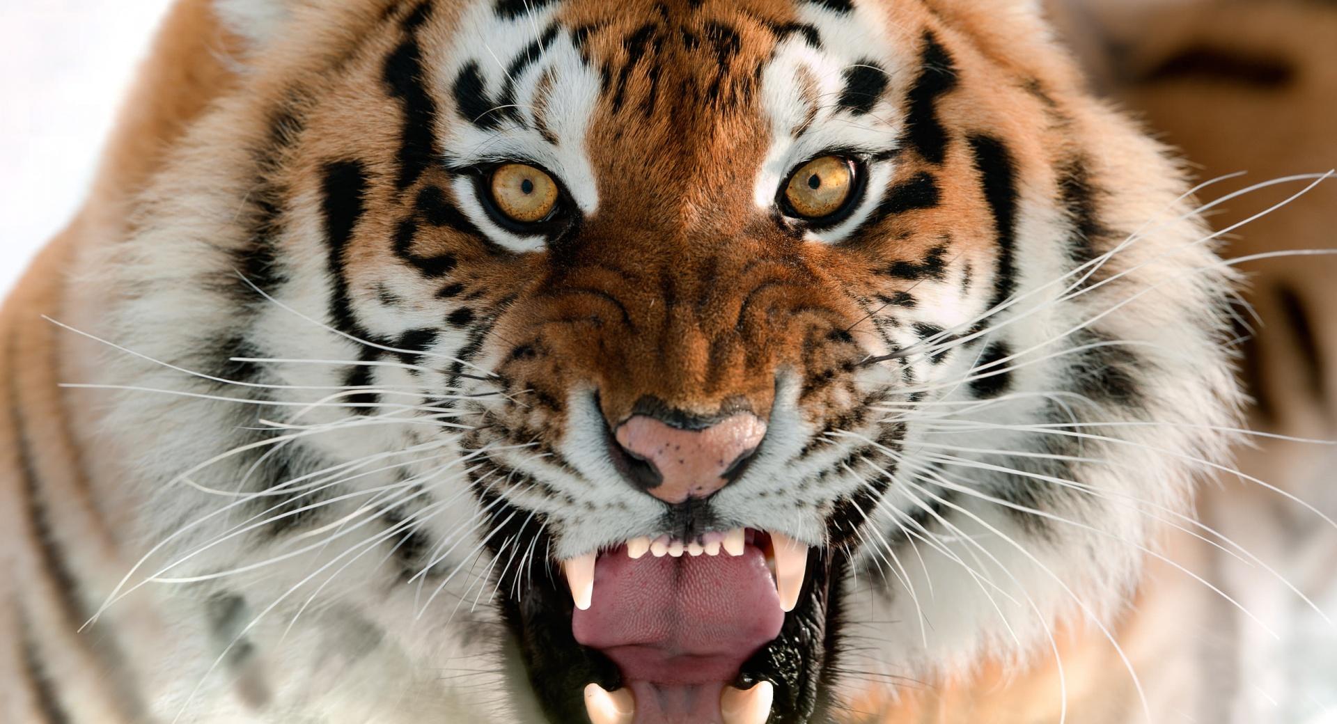 Tiger Roar Face at 640 x 960 iPhone 4 size wallpapers HD quality