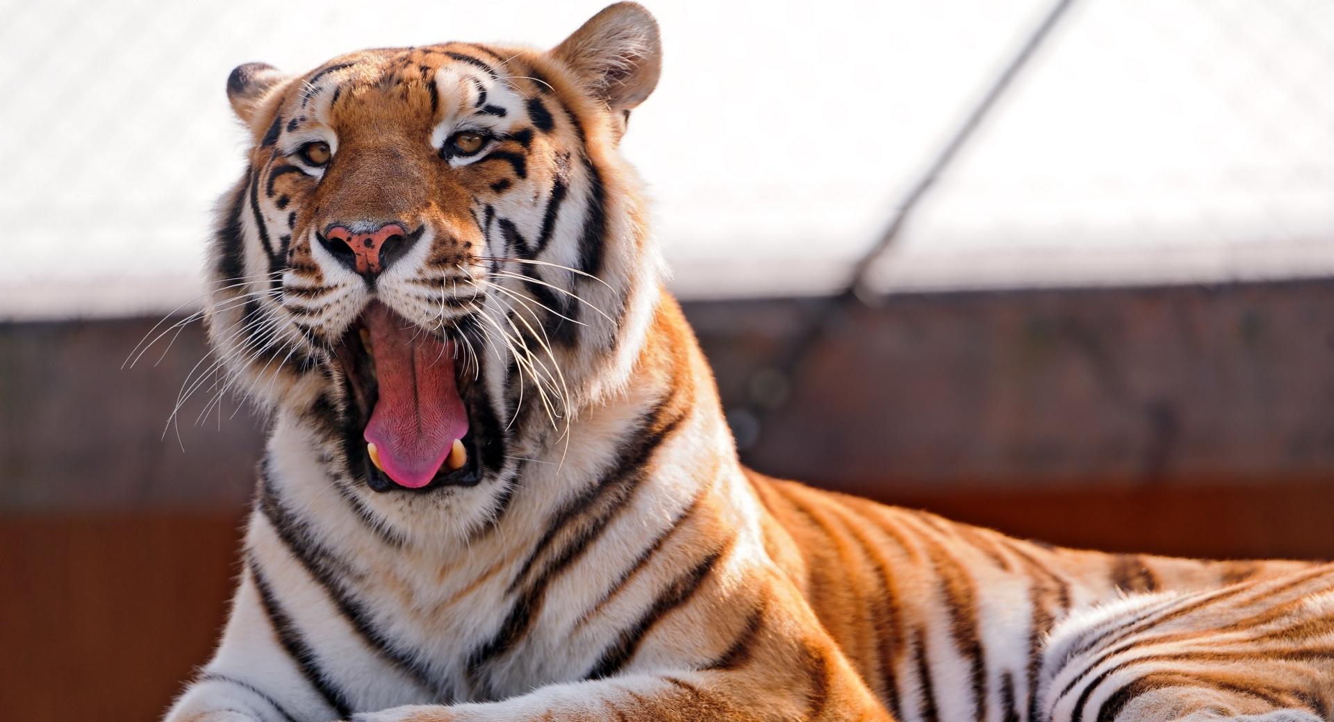 Tiger Yawning On The Rock at 1152 x 864 size wallpapers HD quality