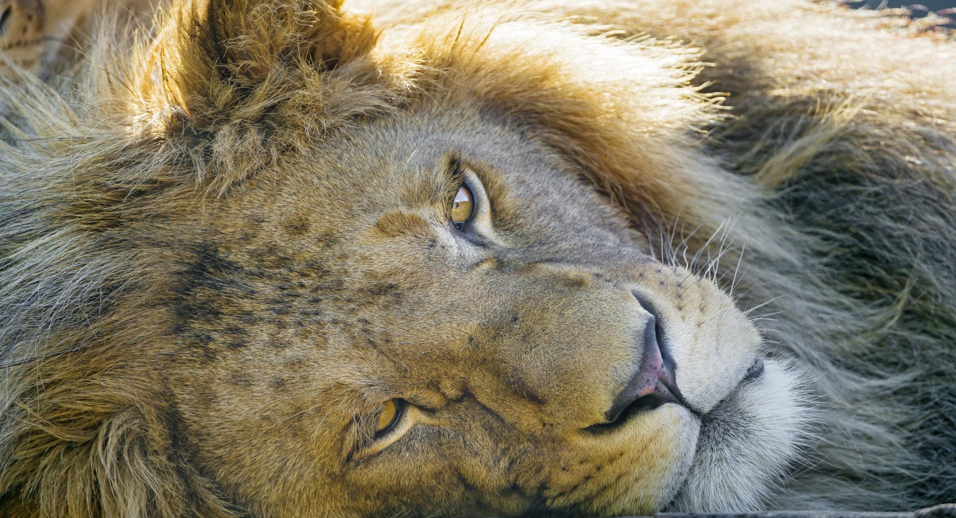 Tired Lion at 1334 x 750 iPhone 7 size wallpapers HD quality