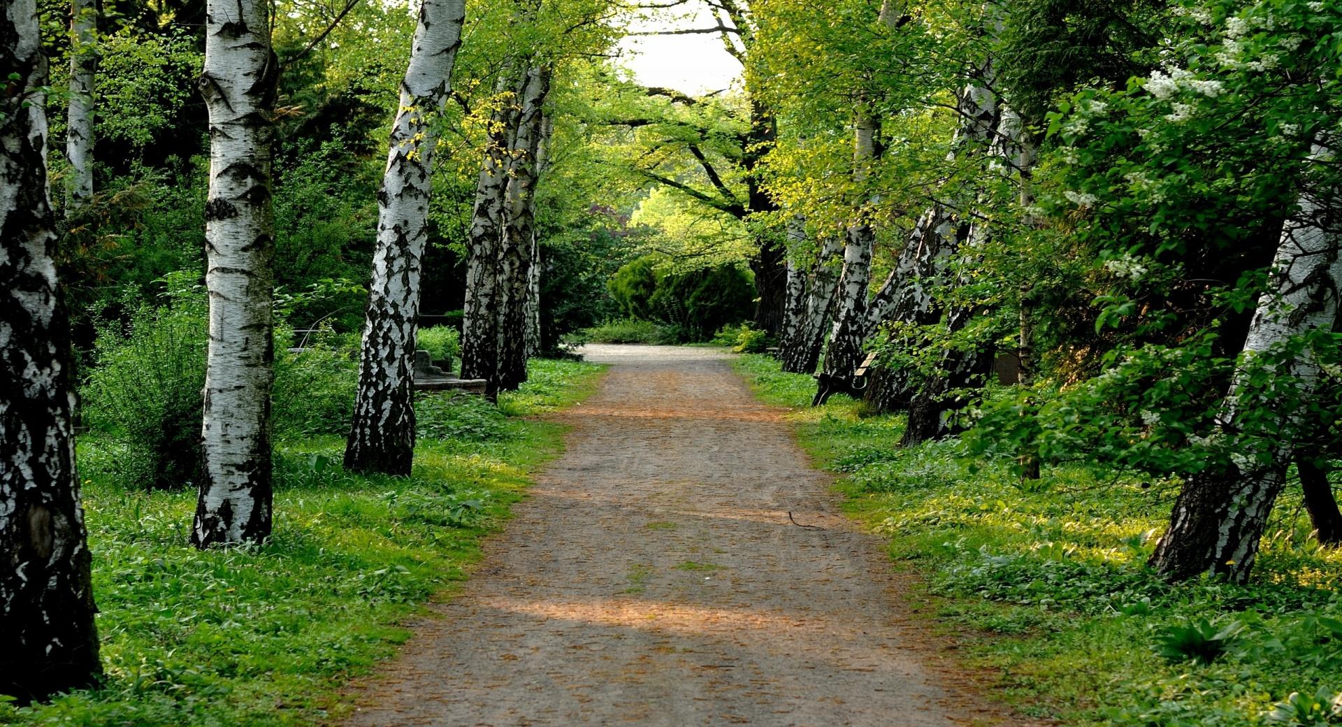 Tree Lined Dirt Road at 750 x 1334 iPhone 6 size wallpapers HD quality