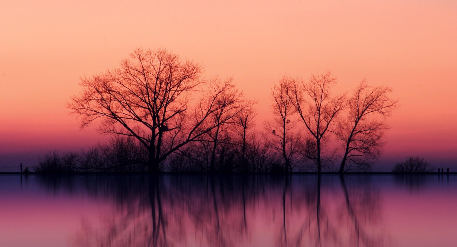 Trees At Dusk at 750 x 1334 iPhone 6 size wallpapers HD quality