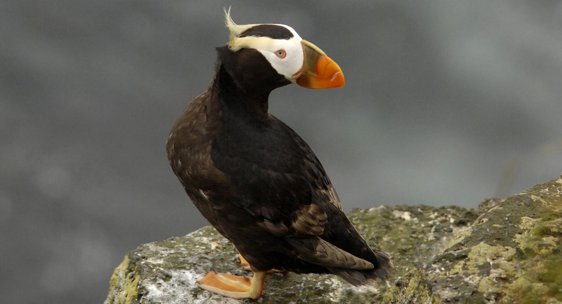 Tufted Puffin Pribilof Islands Alaska at 750 x 1334 iPhone 6 size wallpapers HD quality