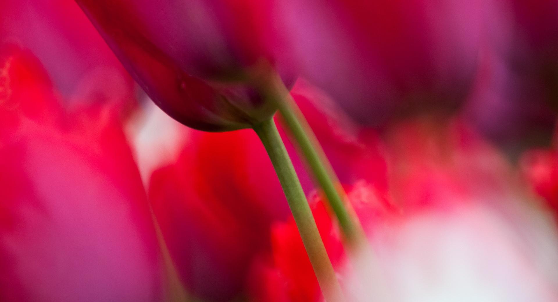 Tulips Close up at 750 x 1334 iPhone 6 size wallpapers HD quality