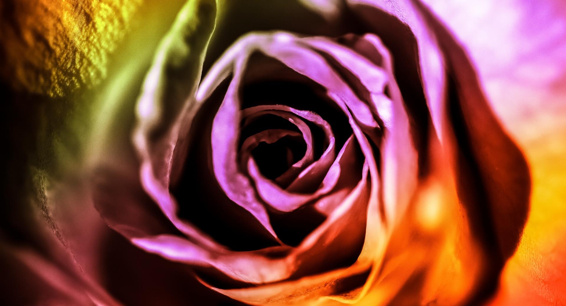 Valentine Rose at 750 x 1334 iPhone 6 size wallpapers HD quality