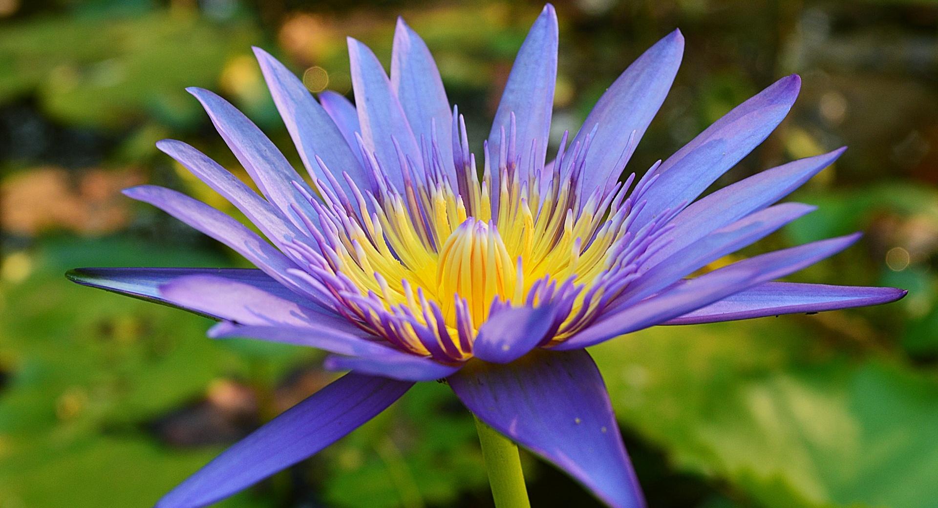 Violet Lotus at 640 x 1136 iPhone 5 size wallpapers HD quality