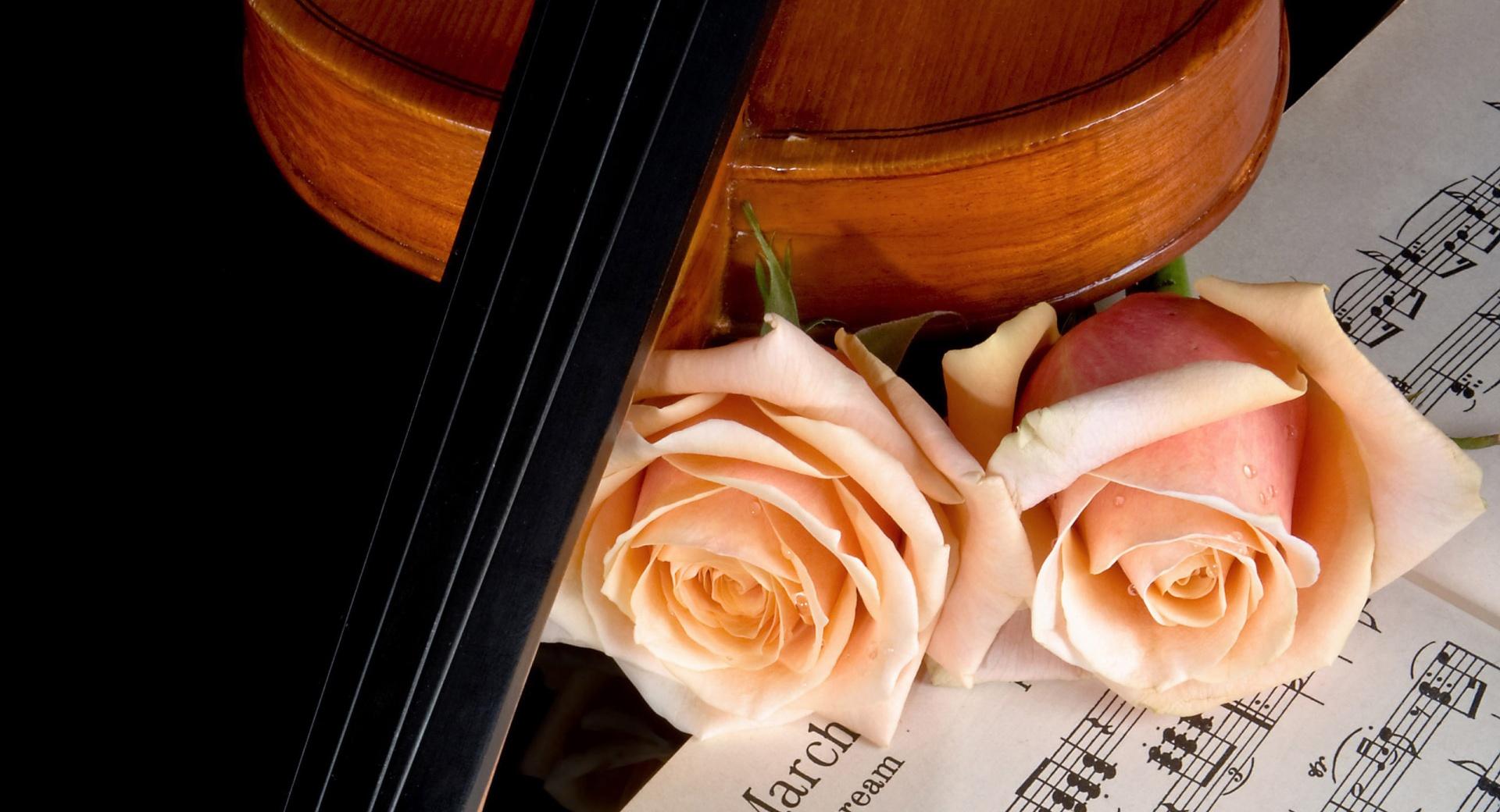 Violin And Peach Roses at 640 x 1136 iPhone 5 size wallpapers HD quality