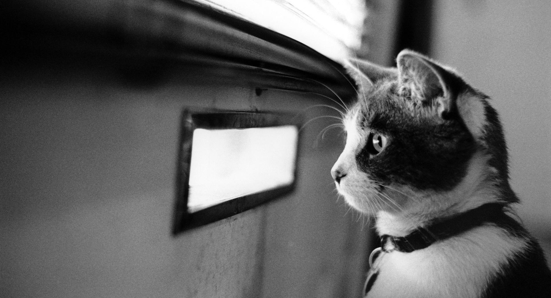 Waiting Cat wallpapers HD quality