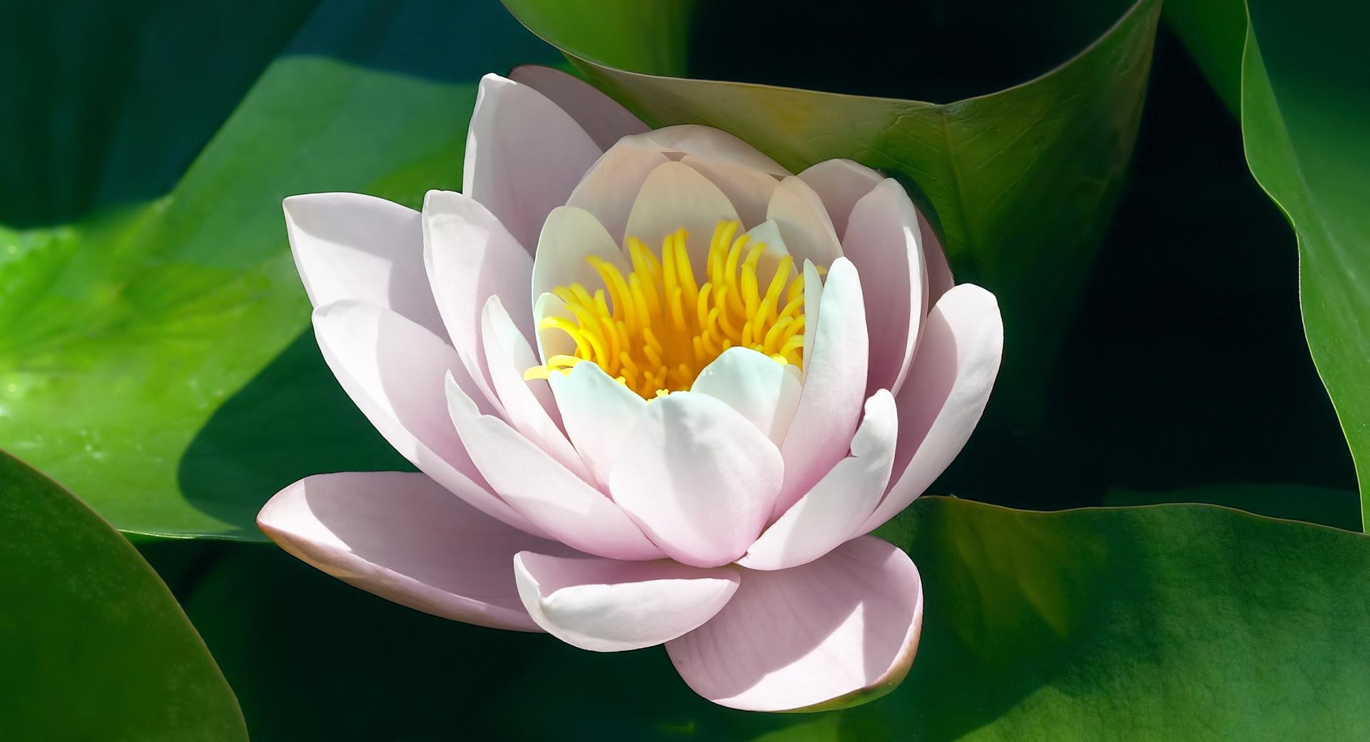 Water Lily Flower at 1280 x 960 size wallpapers HD quality