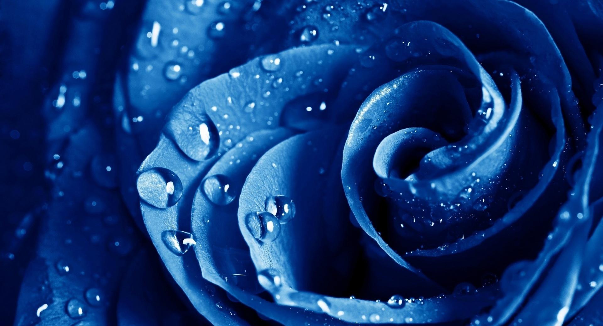 Wet Drops Blue Rose at 1024 x 768 size wallpapers HD quality